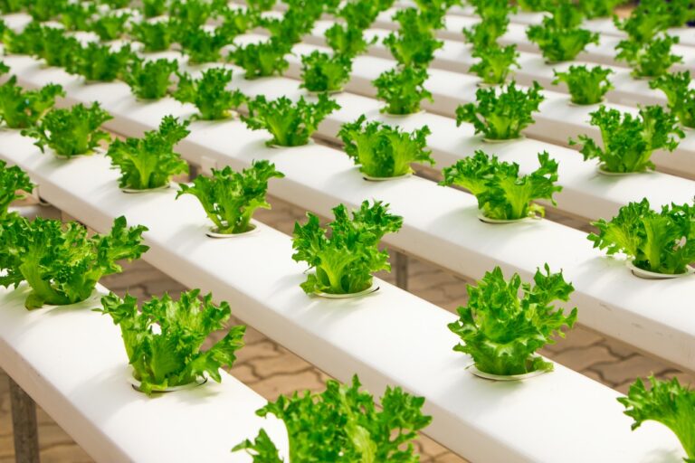 Hydroponics Farming in Kenya and its Benefits KenyaInvest