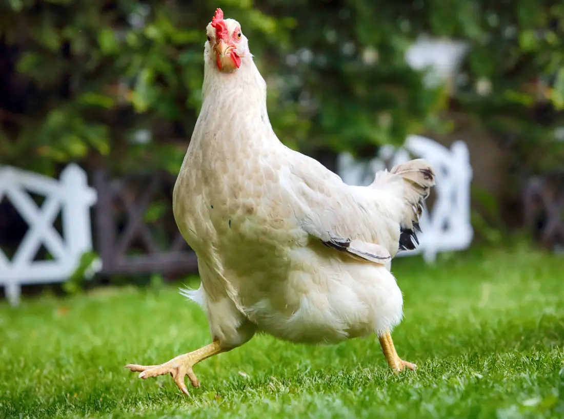 chicken business plan in kenya